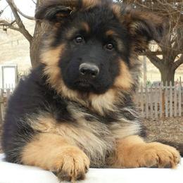 German Shepherd Puppies from Silver Knight Shepherds
