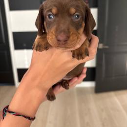 Coco - Chocolate and tan male Dachshund puppy in Tomball, Texas from Gutierrez House of Doxies