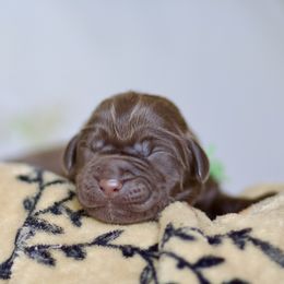 Green Boy - Chocolate male Labrador Retriever puppy in Williamston, Sc, South Carolina from Dutton Dog Co & Dalla Grazia Doberman