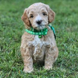 Pistachio- Green Collar - Apricot male Goldendoodle puppy in Bonham, Texas from Happy Valley Puppies
