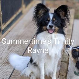 Trinity - Papillon