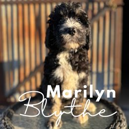 Marilyn Blyth - Saint Berdoodle puppy in Mesa, Arizona from Desert Bohunk Doodles and Branded Bullies
