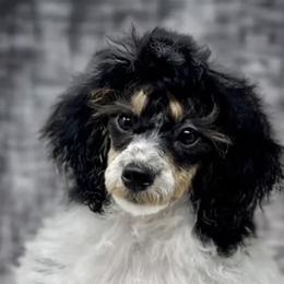 Hannah - Poodle