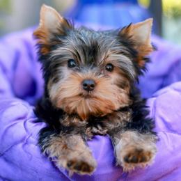 Adorable Girl - Black and gold female Yorkshire Terrier puppy in Stanton, California from Essence of Grace Yorkies