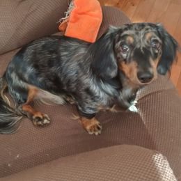 Sir H. Pierot at Stud - Dachshund