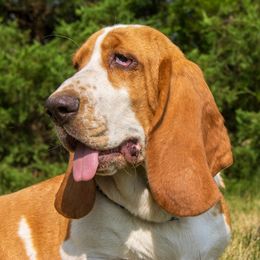 Winnie - Basset Hound