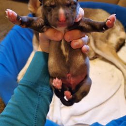 Alaskan Husky and Siberian Husky Puppies from Lakeland Huskies