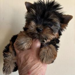 Bella - Black and tan female Yorkshire Terrier puppy in Lafayette, Georgia from Berggipfel Yorkies