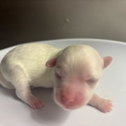 Boy 1 - White male Maltese puppy in Raleigh, North Carolina from Loveable Litters