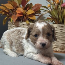 Demi - Blenheim female Cavapoo puppy in Oklahoma from Rocky Oak Cavaliers & Biewer Terriers LLC