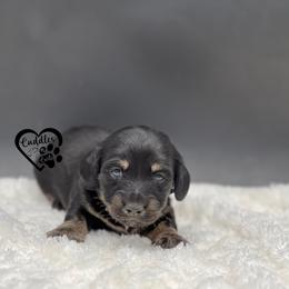 Oscar - Black and cream male Dachshund puppy in Nashville, Arkansas from Cuddles n Curls