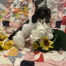 Dachshund Puppies from Alpine Meadow Dachshunds