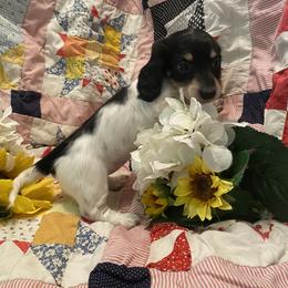 Dachshund Puppies from Alpine Meadow Dachshunds