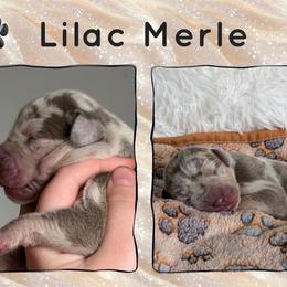 Lilac Merle - Merle male Great Dane puppy in Morton, Illinois from That Gurl K9s