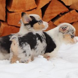 American Corgi Puppies from Diamond Corgis