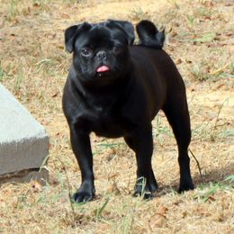 Ebony - Pug