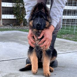Girl 2 - Black and red female German Shepherd puppy in Stockton, California from Zaragoza German Shepherds