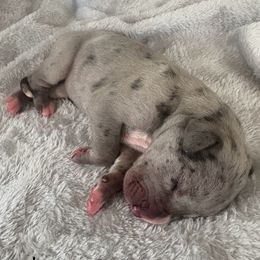Jane - Merle female Great Dane puppy in Cda, Idaho from Great Wood Danes