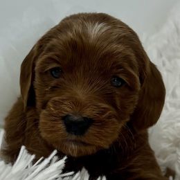 White Female - Apricot female Goldendoodle puppy in Great Falls, Montana from Montana Goldendoodles