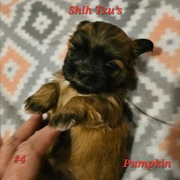 Pumpkin 4th born - Sable female Shih Tzu puppy in Havelock, North Carolina from Sugar Paws Heavenly Shih Tzu’s