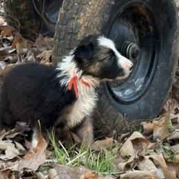 Isla - Black and white female Border Collie puppy in Paris, Texas from Broadmoor Farm
