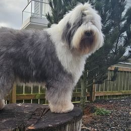 Braya - Old English Sheepdog
