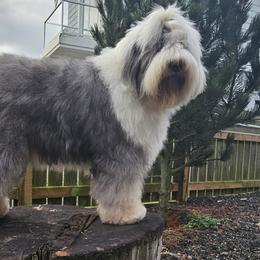Braya - Old English Sheepdog