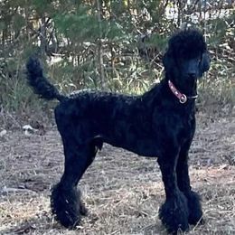 Jelly - Poodle