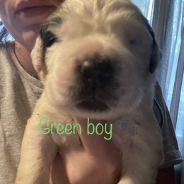 Green boy - White and brown Saint Bernard puppy in Allison Park, Pennsylvania from CT Saints