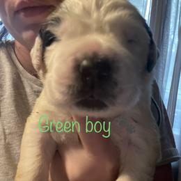 Green boy - White and brown Saint Bernard puppy in Allison Park, Pennsylvania from CT Saints