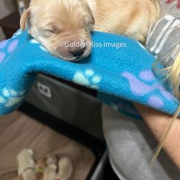 Golden Retriever Puppies from Golden Kiss Retrievers