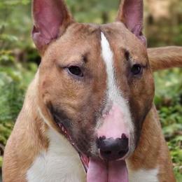 Miniature Bull Terrier puppies from Rossi River Minibulls