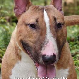 Miniature Bull Terrier puppies from Rossi River Minibulls