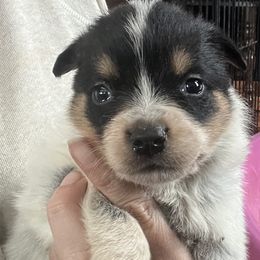Girl 4 - Blue female Australian Cattle Dog puppy in Norton, Ohio from Australian Cattle Dog Company