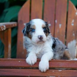 Henry - Merle male Bernedoodle puppy in Spokane, Washington from Lilac City Doodles