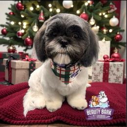 Boxer and Shih Tzu Puppies from Super City Kennels