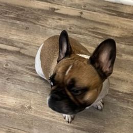 French Bulldogs from Tara's French Bulldogs