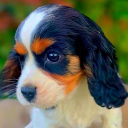 Hope - Tri-color female Cavalier King Charles Spaniel puppy in Watsontown, Pennsylvania from Huntsman Cavaliers