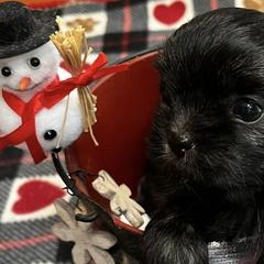 Mi-Kis from Misty Morning Mi-kis