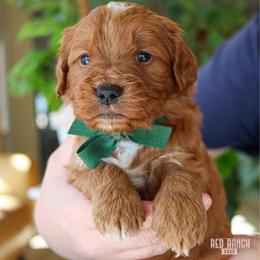 Flick - Red  male Goldendoodle puppy in Salado, Texas from Red Ranch Dogs