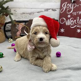 Isabella - Cream female Goldendoodle puppy in Lisbon, Ohio from Willow Lane Doodles
