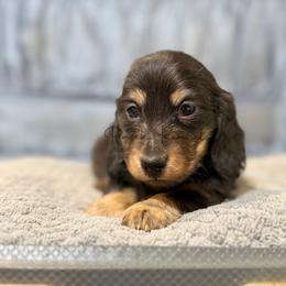 Harden - Black and tan male Dachshund puppy in Anderson, Alabama from Pasek Kennels