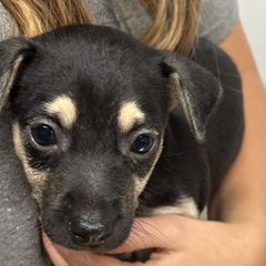 Mountain Feists from Campbell’s Feist