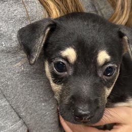 Mountain Feists from Campbell’s Feist