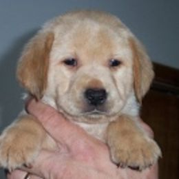 Labrador Retriever Puppies from DNR Labrador Retrievers