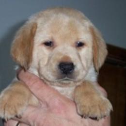 Labrador Retriever Puppies from DNR Labrador Retrievers