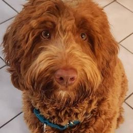 Charlie - Labradoodle
