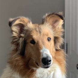 Mellow - Collie