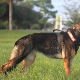 Belgian Malinois and German Shepherd All Grown Up from Haus von Pixar Kennels