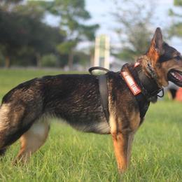 Belgian Malinois and German Shepherd All Grown Up from Haus von Pixar Kennels
